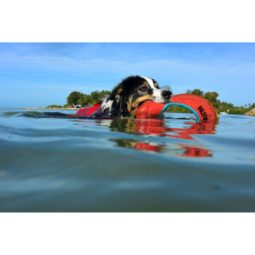 Dog swimming in the water with the Hyro Plane soft, floating disc dog toy.