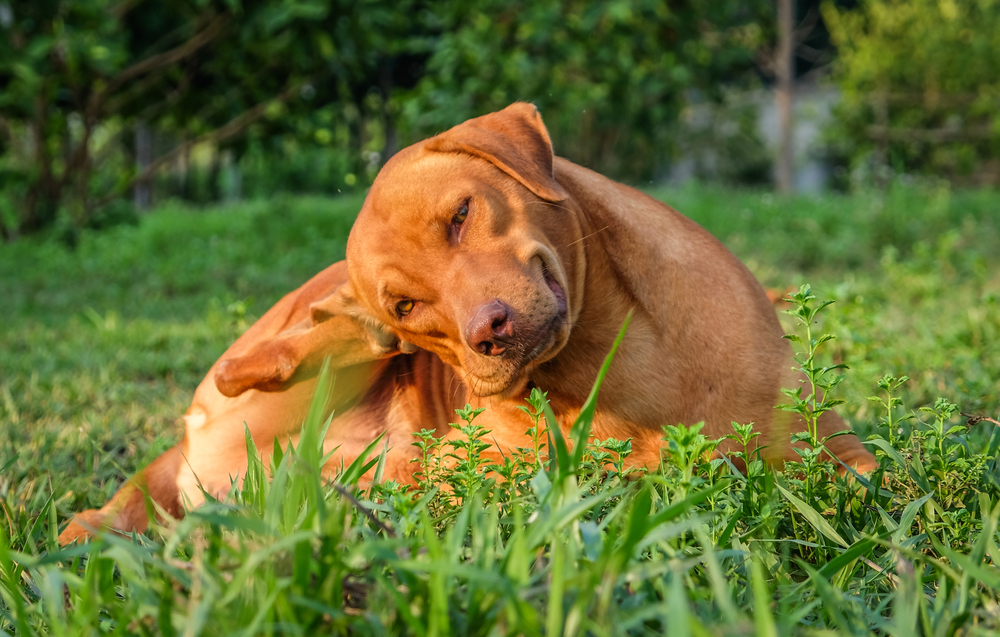 What to Know About Ear Infections in Dogs