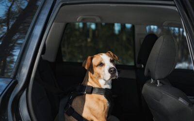 Dog Travel Harness