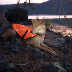 Ruffwear Track Jacket Keep Your Dog Seen In The Dark